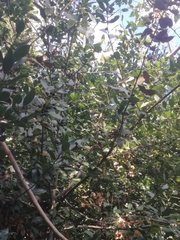 Laurus nobilis