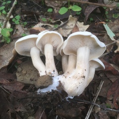 Leucocybe connata