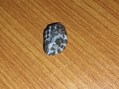 Tenguella marginalba