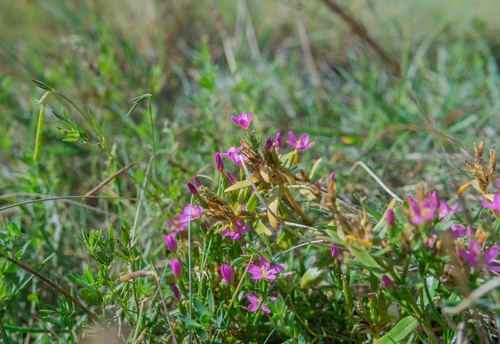 Image of Seaside Centaury (Centaurium littorale) by (c) Saskia Kollegger, some rights reserved (CC BY)
