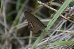 Hypocysta pseudirius