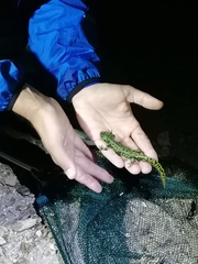 Triturus marmoratus