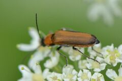 Anogcodes rufiventris