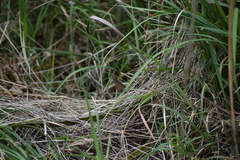 Hypocysta pseudirius