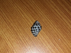 Tenguella marginalba