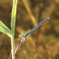 Erythromma lindenii