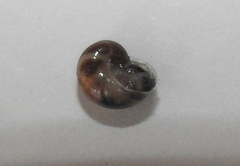 Vitrina pellucida