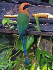 Baryphthengus martii