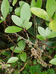 Melicytus chathamicus