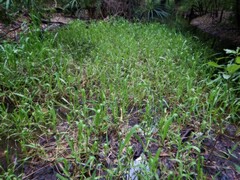 Hymenachne amplexicaulis