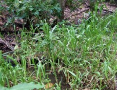 Hymenachne amplexicaulis