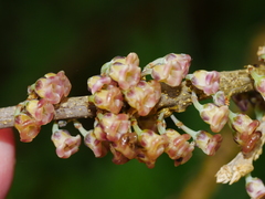 Melicytus chathamicus