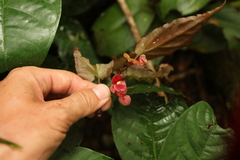 Begonia macrocarpa image