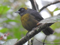 Mitrospingus cassinii