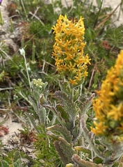 Manulea tomentosa