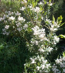 Leucopogon australis