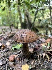 Amanita rubescens