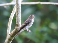 Muscicapa sibirica