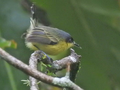 Todirostrum cinereum