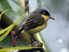 Todirostrum cinereum