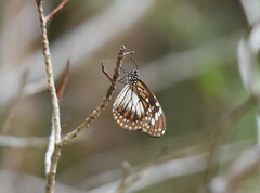 Danaus affinis