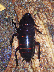 Eurycotis