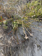 Trachyandra divaricata