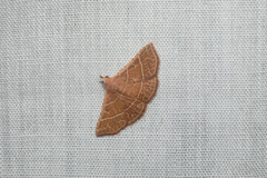 Corgatha dictaria