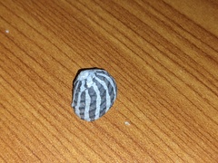 Austrocochlea porcata