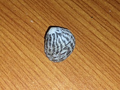 Austrocochlea porcata