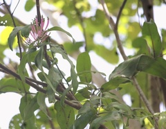 Loranthaceae