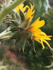 Berkheya heterophylla