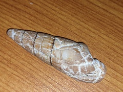 Isara glabra
