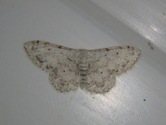 Idaea camparia
