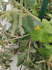 Amaranthus viridis