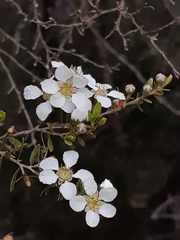 Leptospermum trinervium