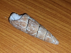 Isara glabra