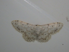 Idaea camparia