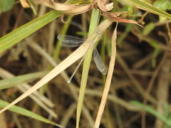 Lestes elatus