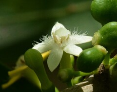 Cyclophyllum schultzii