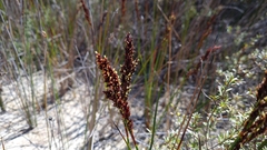 Machaerina teretifolia