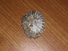 Siphonaria denticulata