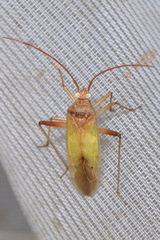 Creontiades pallidus