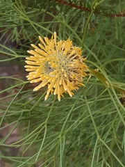 Isopogon anethifolius