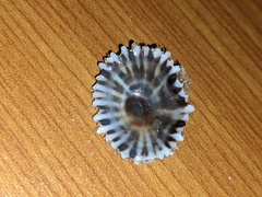 Siphonaria denticulata