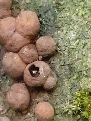 Hypoxylon fragiforme