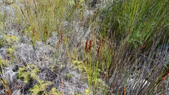 Machaerina teretifolia