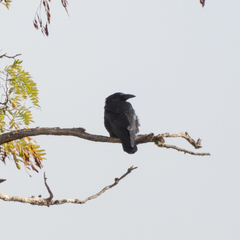 Corvus corone