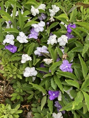 Brunfelsia
