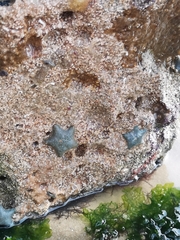 Asterina gibbosa